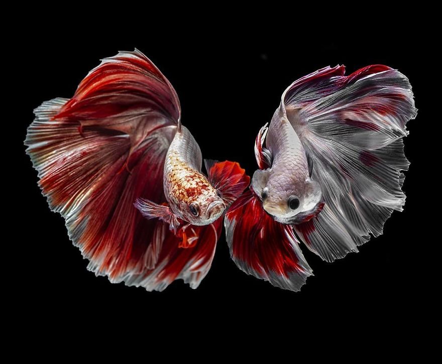 I Shoot Beta Fish With Amazing Colour And Character