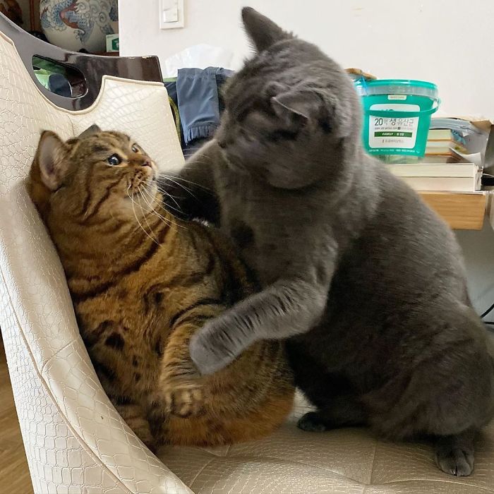 Manggo Cat Expressions