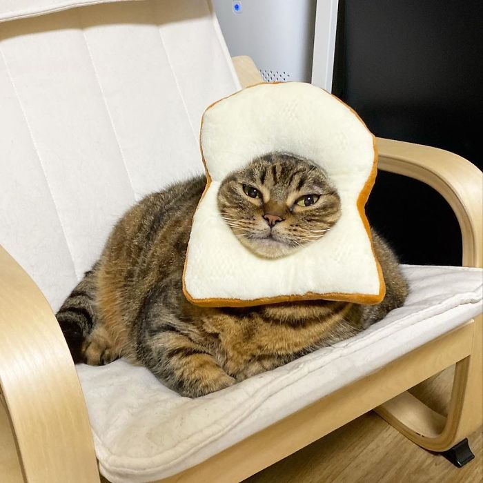 Manggo Cat Expressions