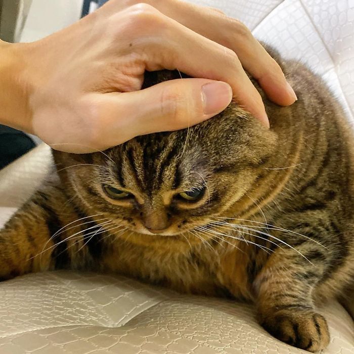 Manggo Cat Expressions