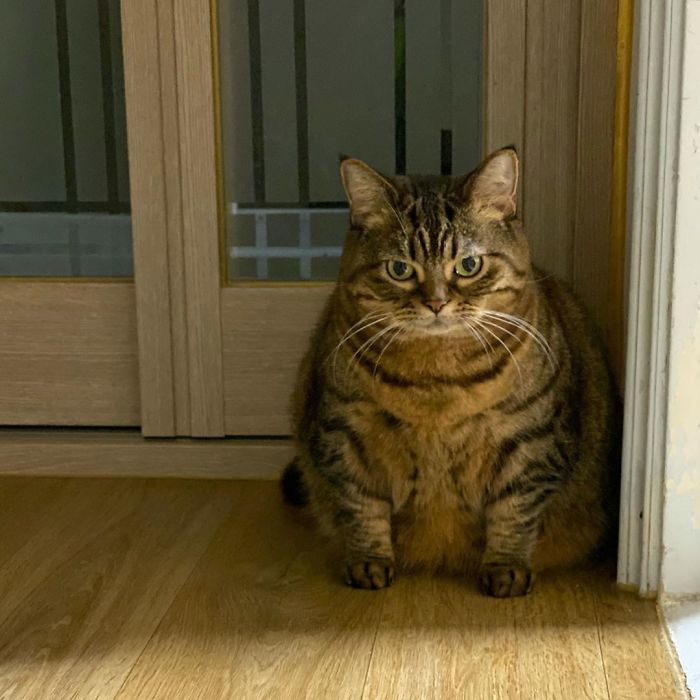 Manggo Cat Expressions