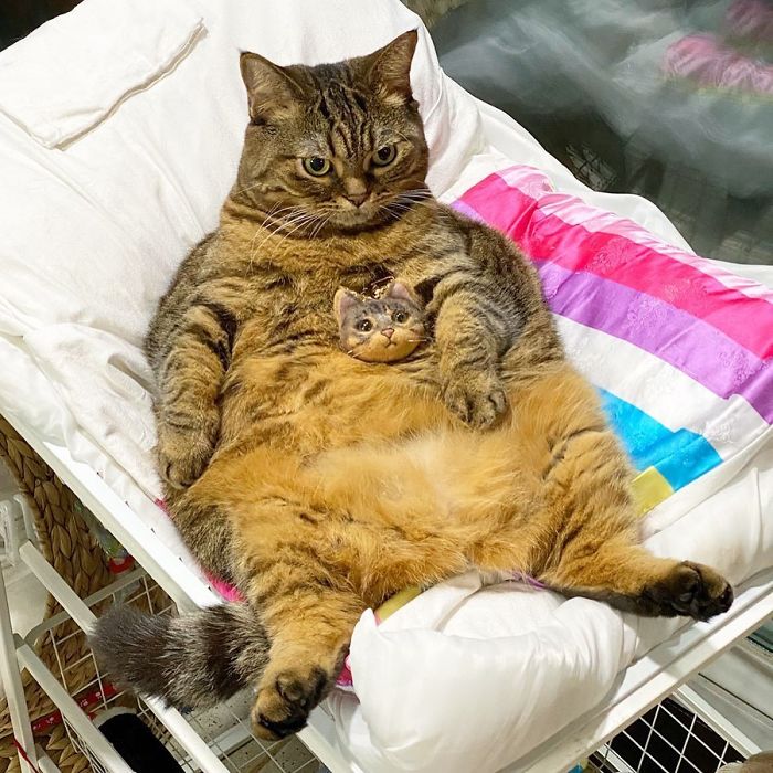 Manggo Cat Expressions