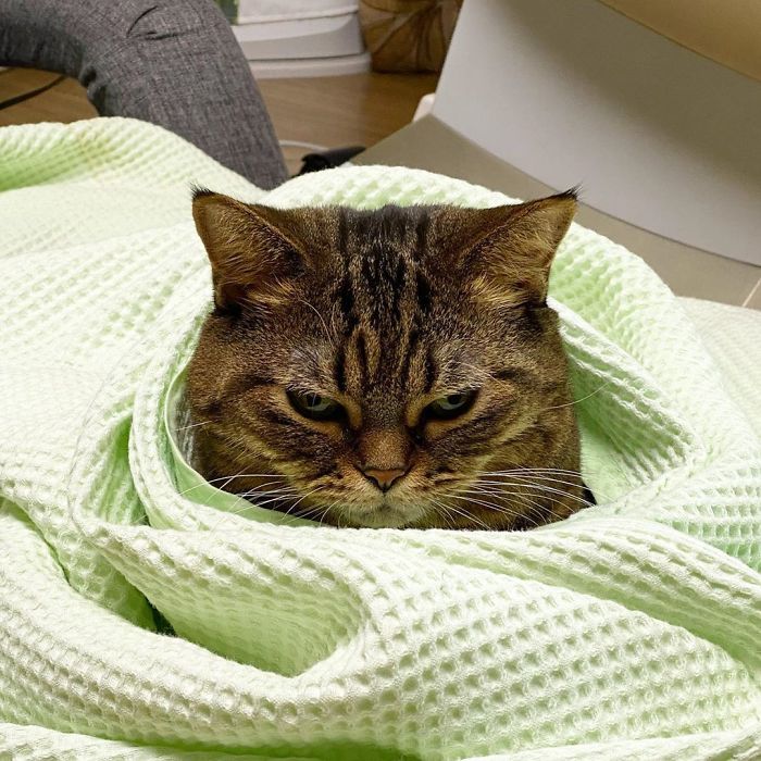 Manggo Cat Expressions