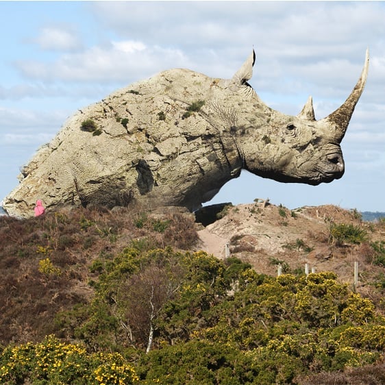 Rhinocerocks