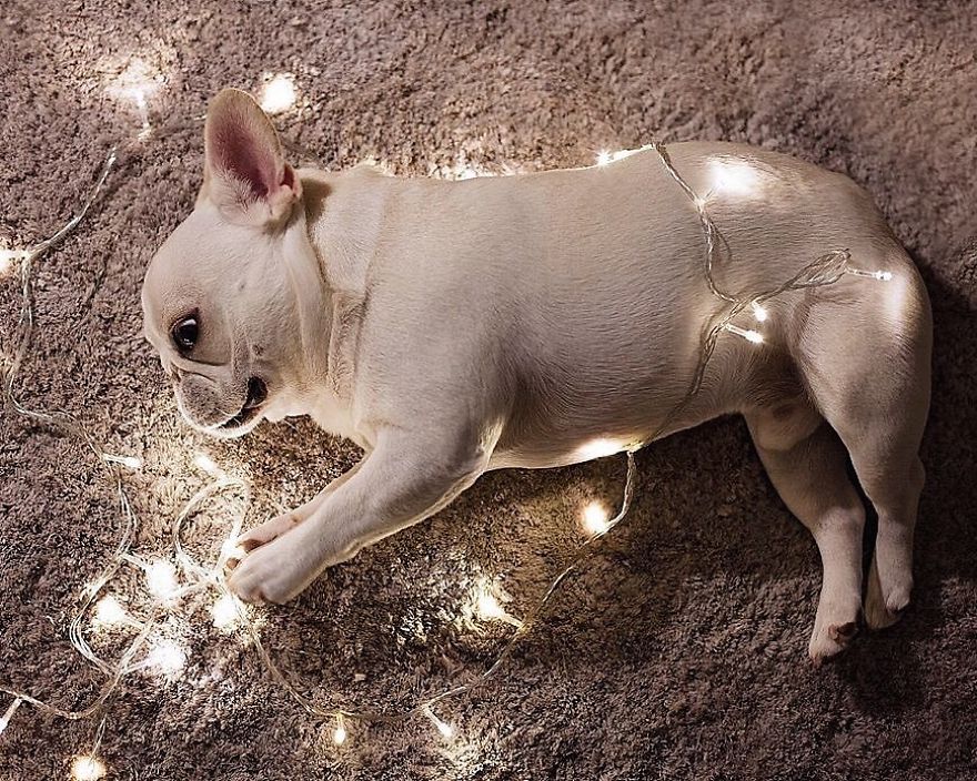 These Two Adorable French Bulldogs Will Make You Follow Them Now On Instagram
