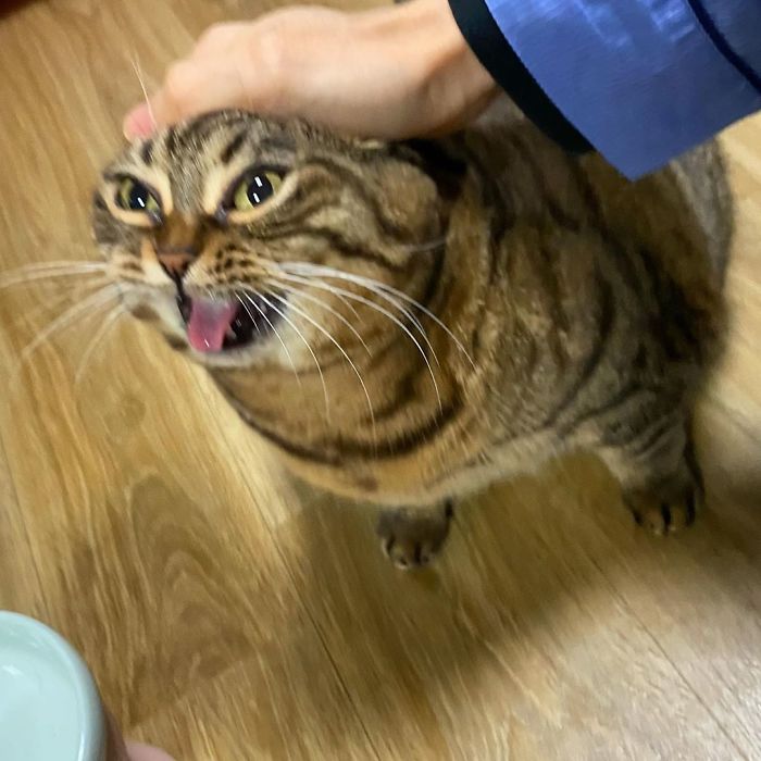 Manggo Cat Expressions