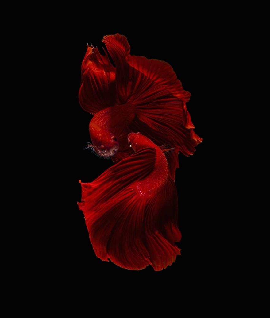 I Shoot Beta Fish With Amazing Colour And Character