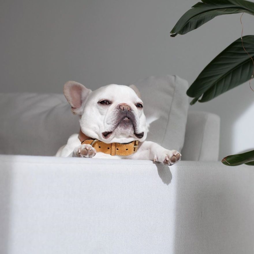 These Two Adorable French Bulldogs Will Make You Follow Them Now On Instagram