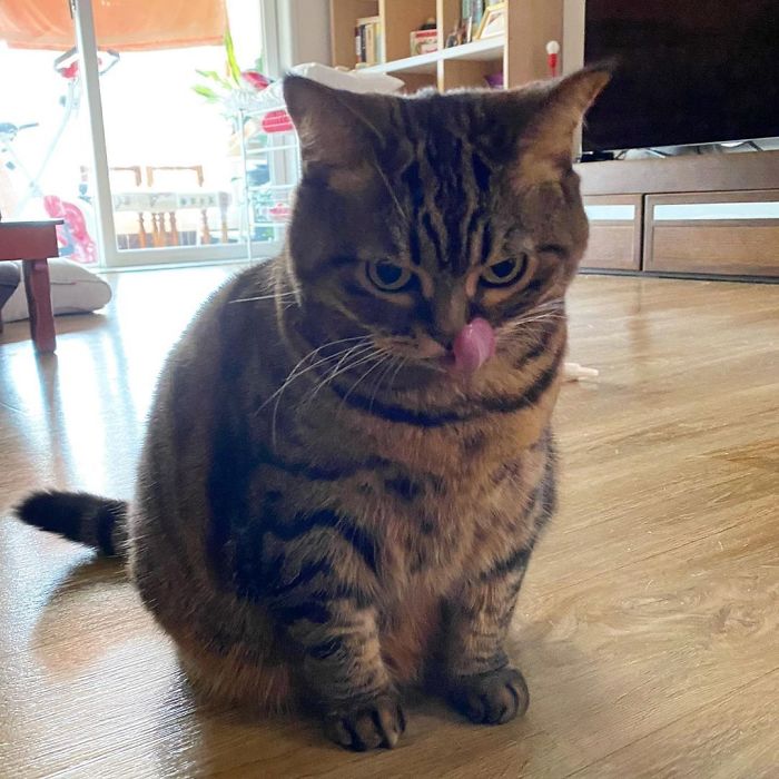 Manggo Cat Expressions