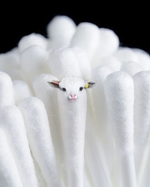 Sheepish