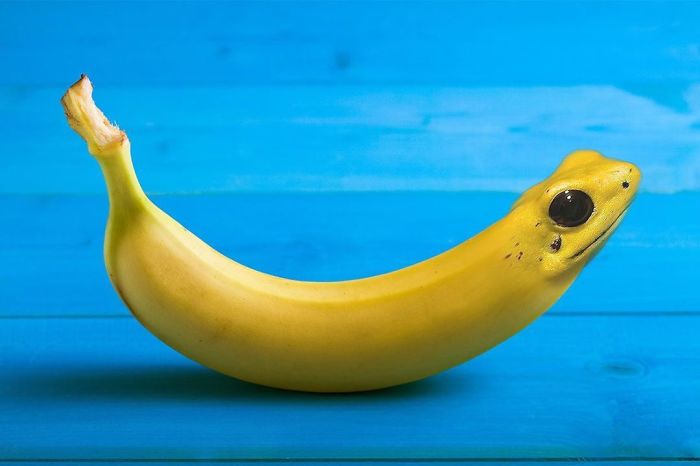 The Banana Frog Is A Species Of Frog In The Family Hyperoliidae