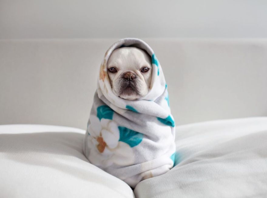 These Two Adorable French Bulldogs Will Make You Follow Them Now On Instagram