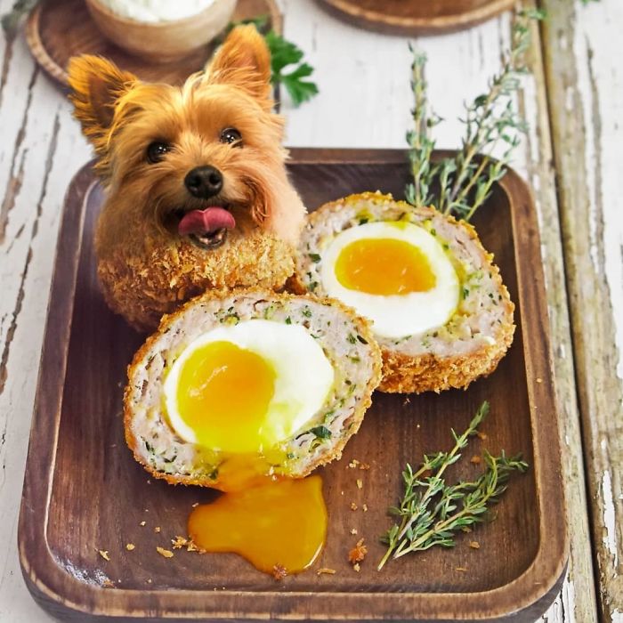 Ruby The Yorkshire Terriegg