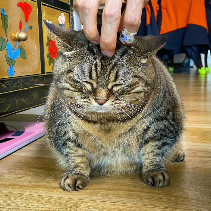 Manggo Cat Expressions