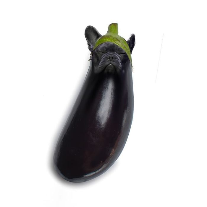 French Bulldoggplant