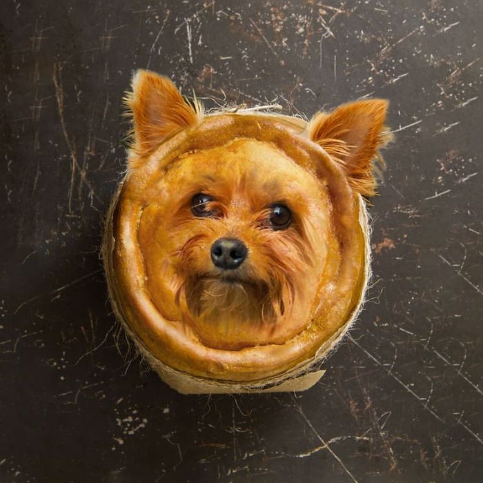 Pyorkie Pie