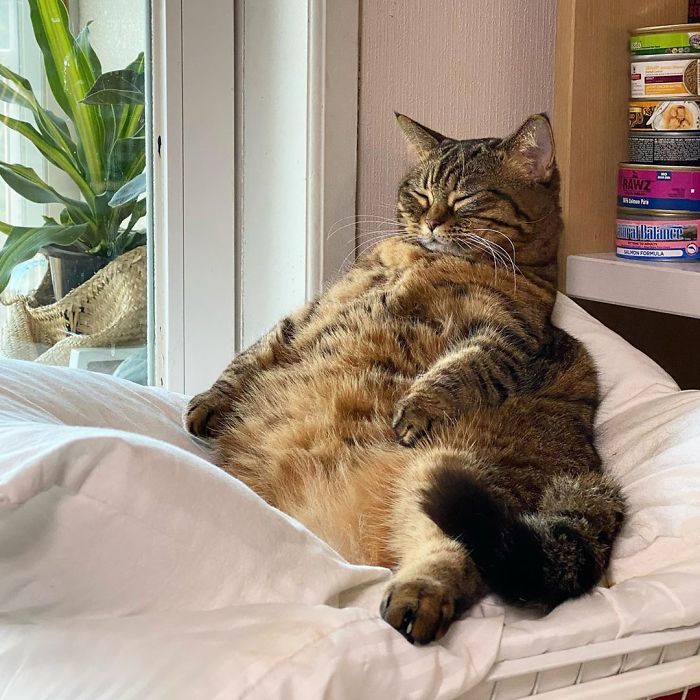 Manggo Cat Expressions