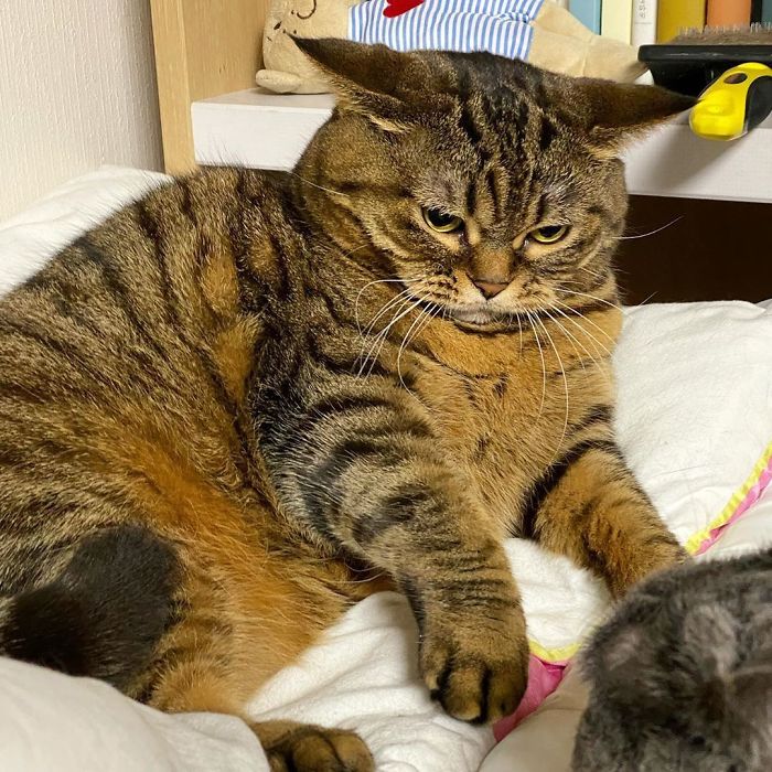 Manggo Cat Expressions