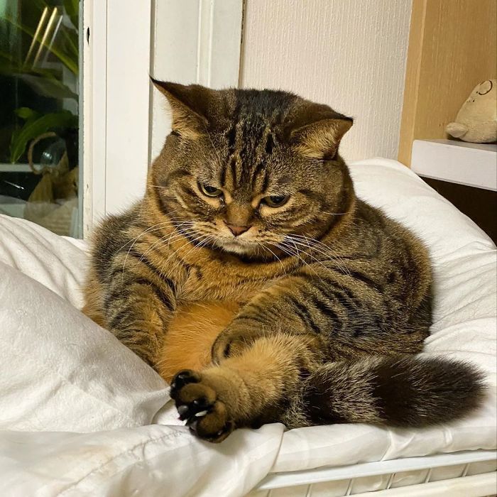 Manggo Cat Expressions