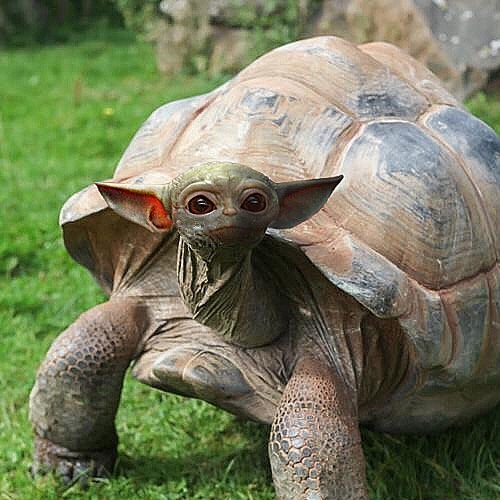 Is Baby Yoda An Animal? Or Is It The Turtle That's In Baby Yoda? Who Cares!