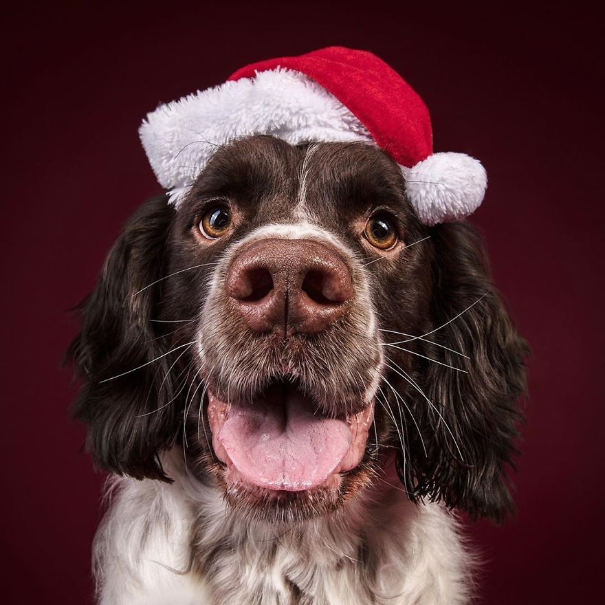 I Celebrated Christmas In My Photography Studio With Some Festive Dogs