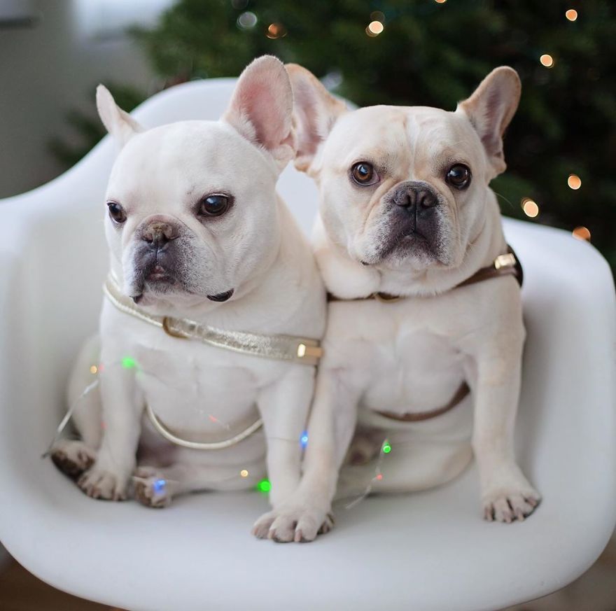 These Two Adorable French Bulldogs Will Make You Follow Them Now On Instagram