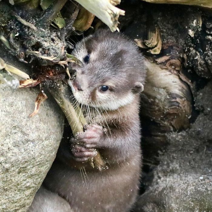Cute-Baby-Sea-Otters