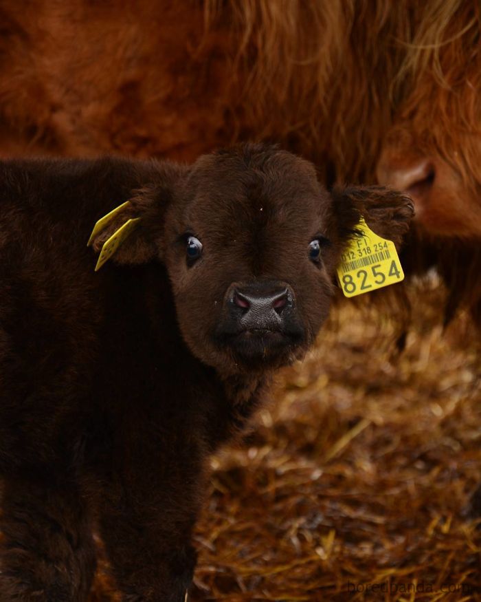Baby Highland Cows Are So Small That You Can Hold Them, And Here’s 6 Of The Best Pics!