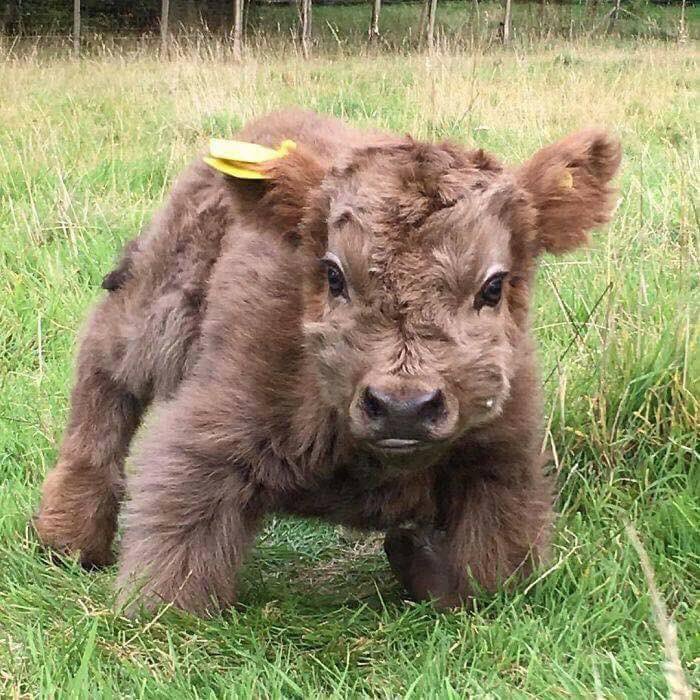 Baby Highland Cows Are So Small That You Can Hold Them, And Here's 6 Of The Best Pics!