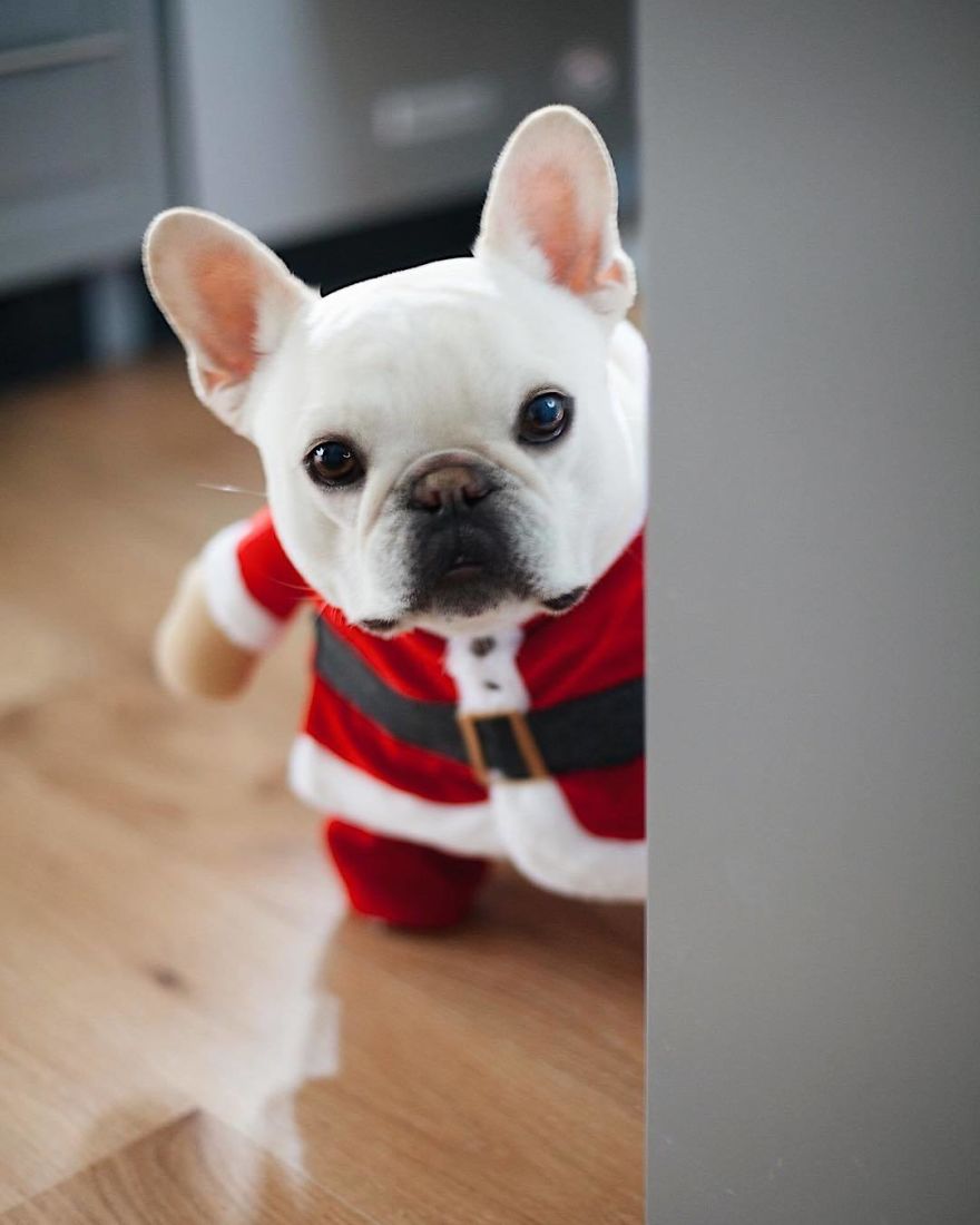 These Two Adorable French Bulldogs Will Make You Follow Them Now On Instagram