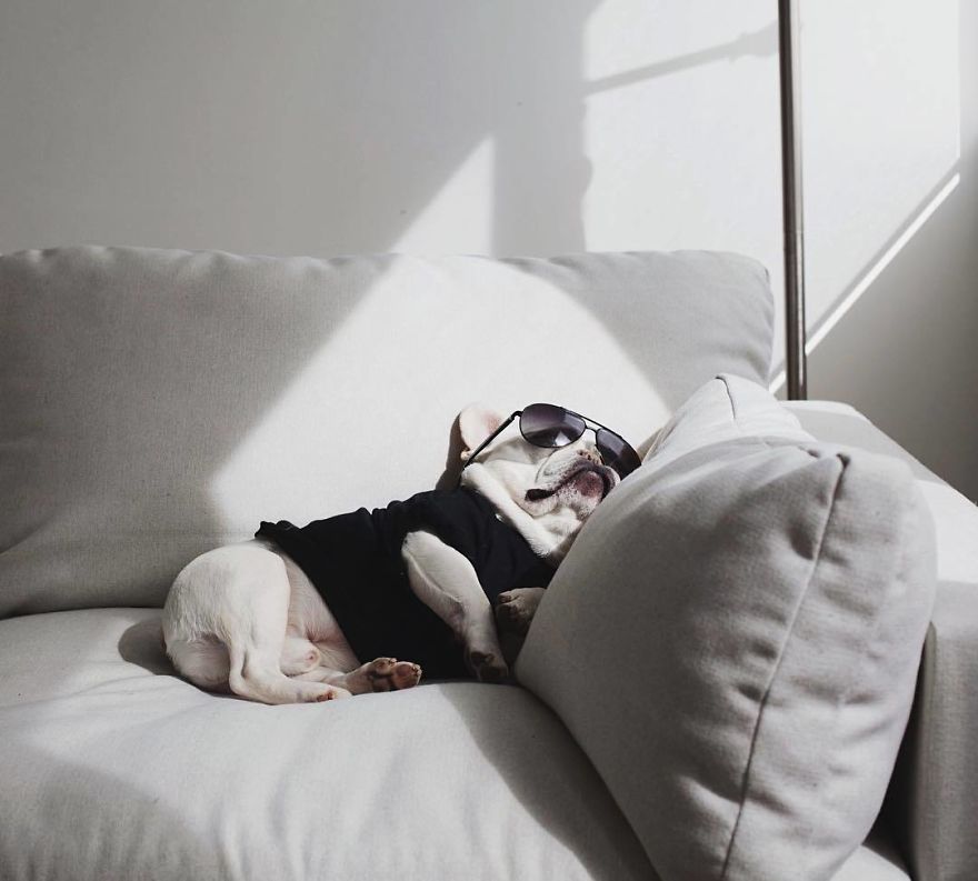 These Two Adorable French Bulldogs Will Make You Follow Them Now On Instagram