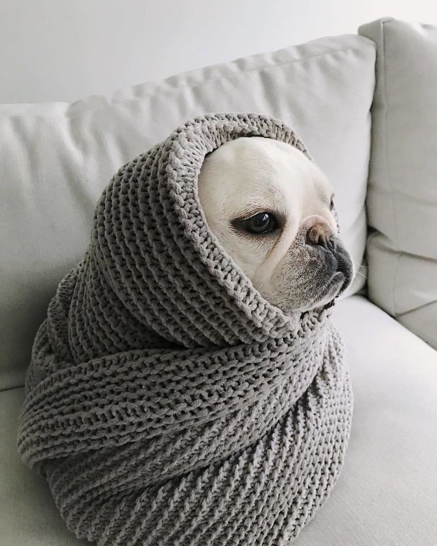 These Two Adorable French Bulldogs Will Make You Follow Them Now On Instagram