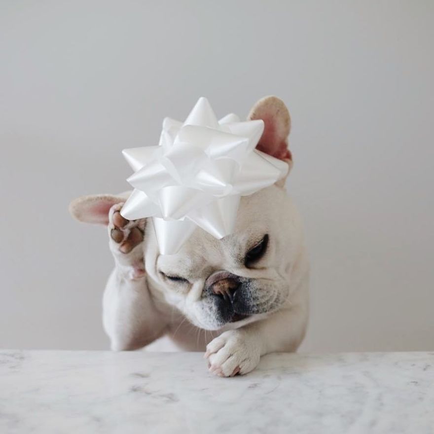 These Two Adorable French Bulldogs Will Make You Follow Them Now On Instagram