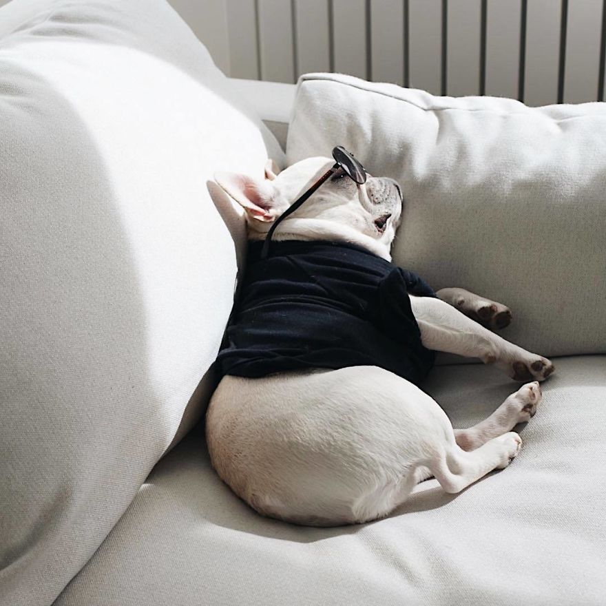 These Two Adorable French Bulldogs Will Make You Follow Them Now On Instagram