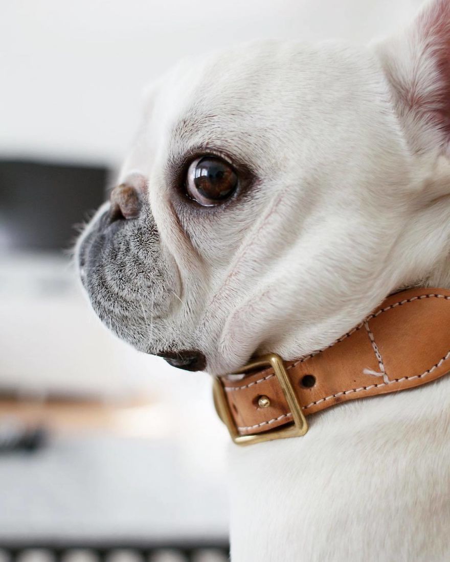 These Two Adorable French Bulldogs Will Make You Follow Them Now On Instagram