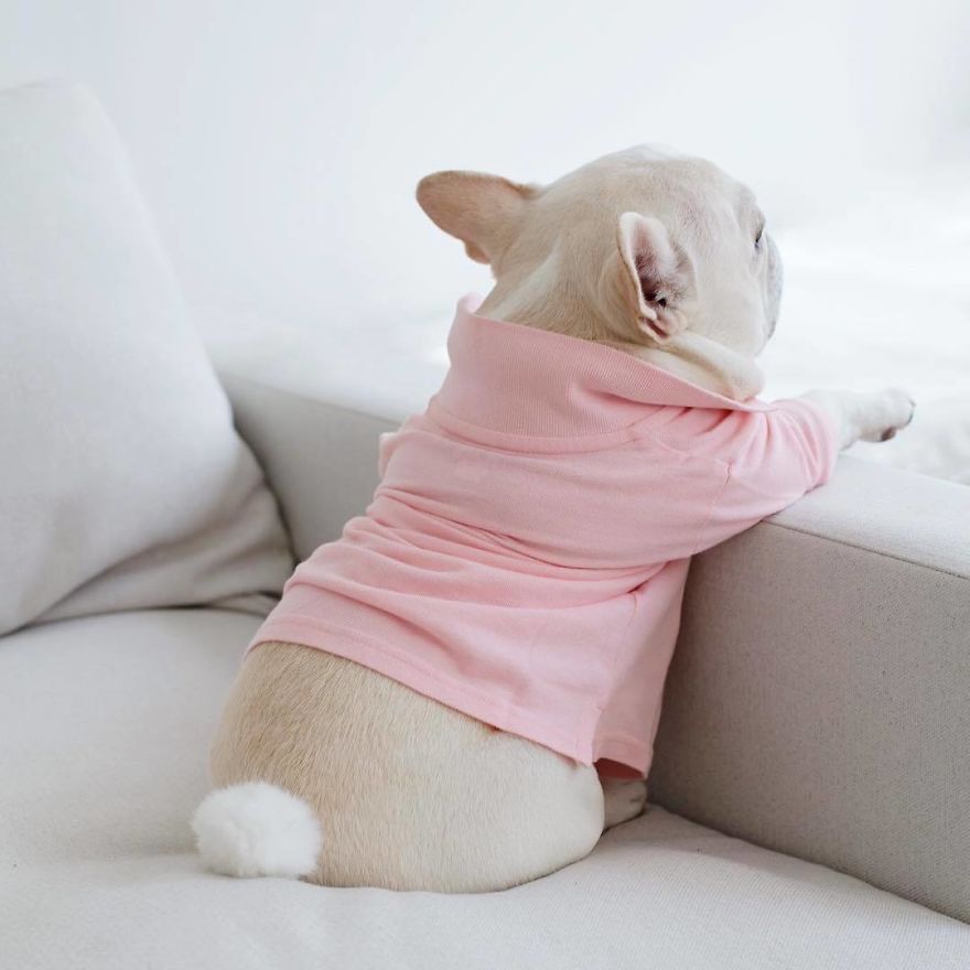 These Two Adorable French Bulldogs Will Make You Follow Them Now On Instagram