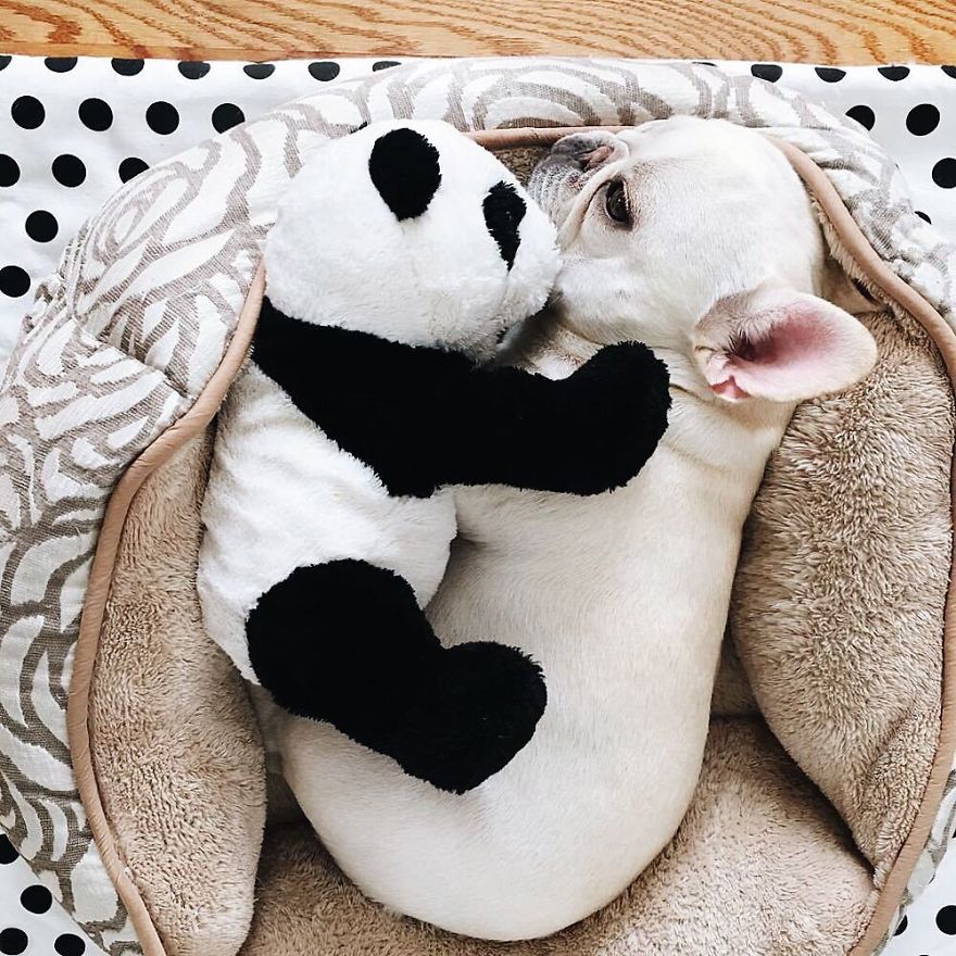 These Two Adorable French Bulldogs Will Make You Follow Them Now On Instagram