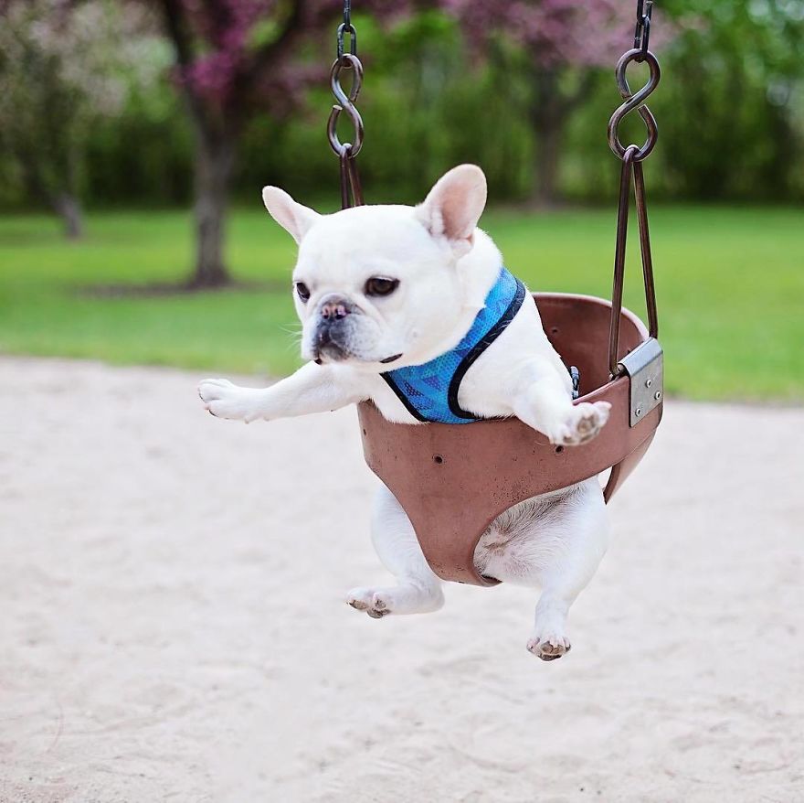 These Two Adorable French Bulldogs Will Make You Follow Them Now On Instagram