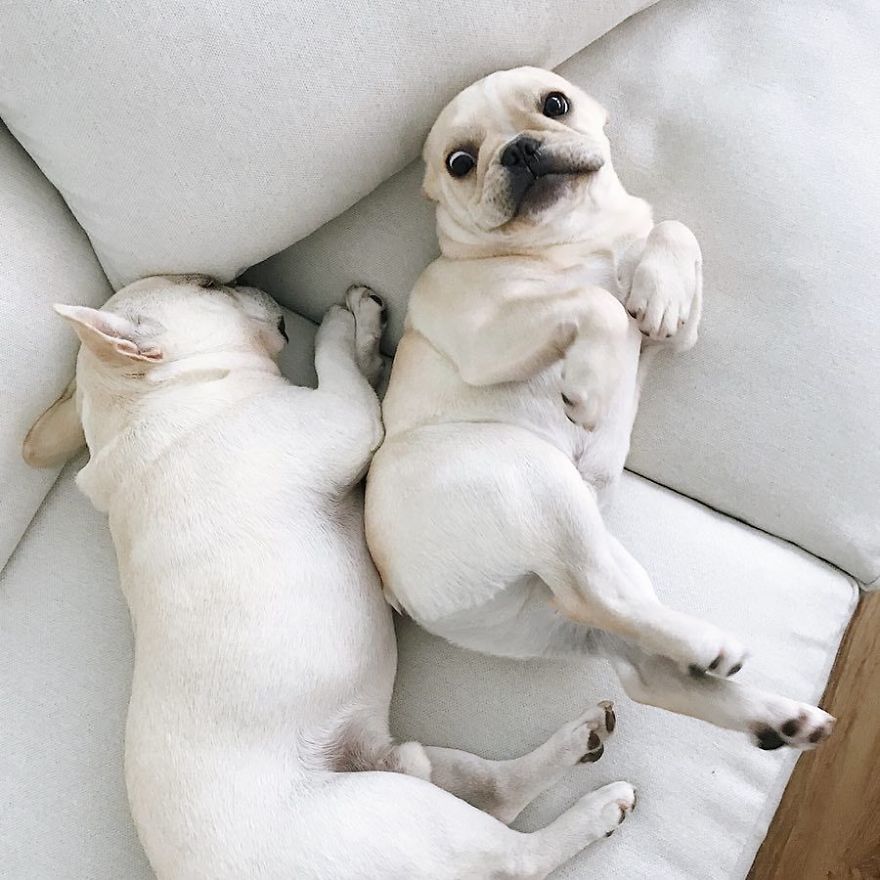 These Two Adorable French Bulldogs Will Make You Follow Them Now On Instagram