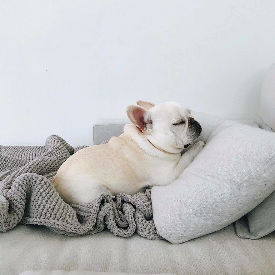 These Two Adorable French Bulldogs Will Make You Follow Them Now On Instagram