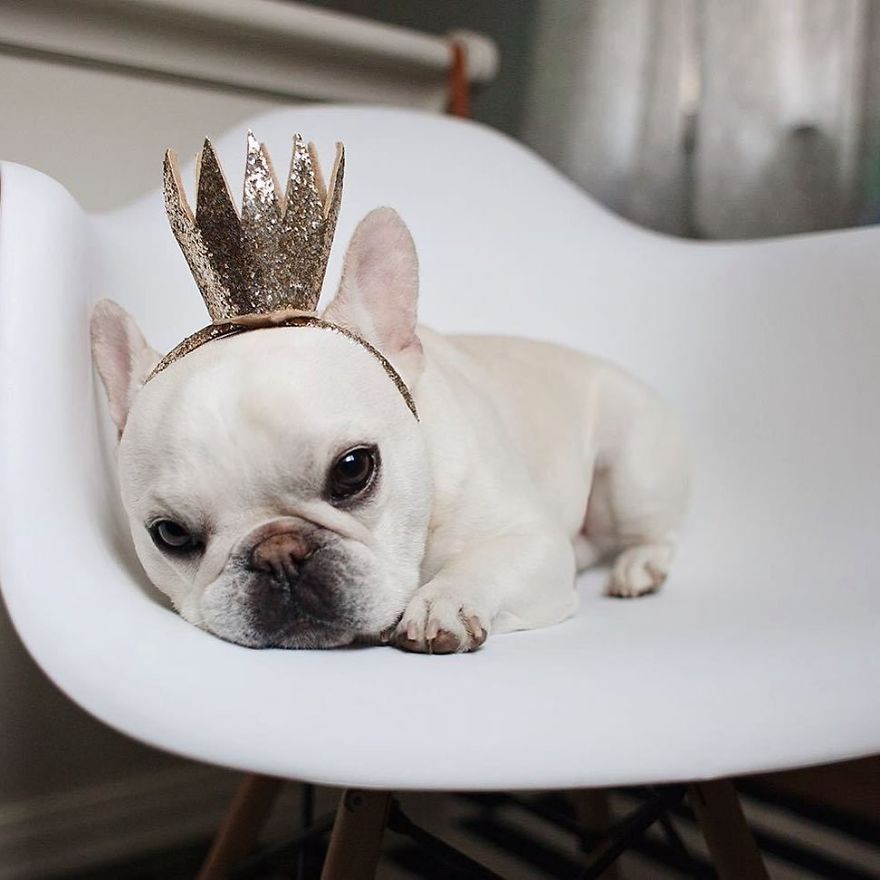 These Two Adorable French Bulldogs Will Make You Follow Them Now On Instagram