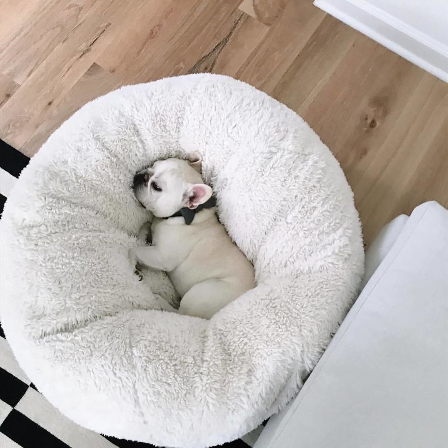 These Two Adorable French Bulldogs Will Make You Follow Them Now On Instagram