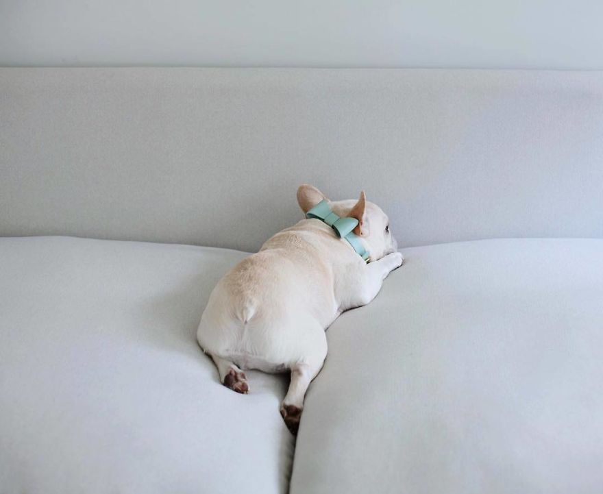 These Two Adorable French Bulldogs Will Make You Follow Them Now On Instagram