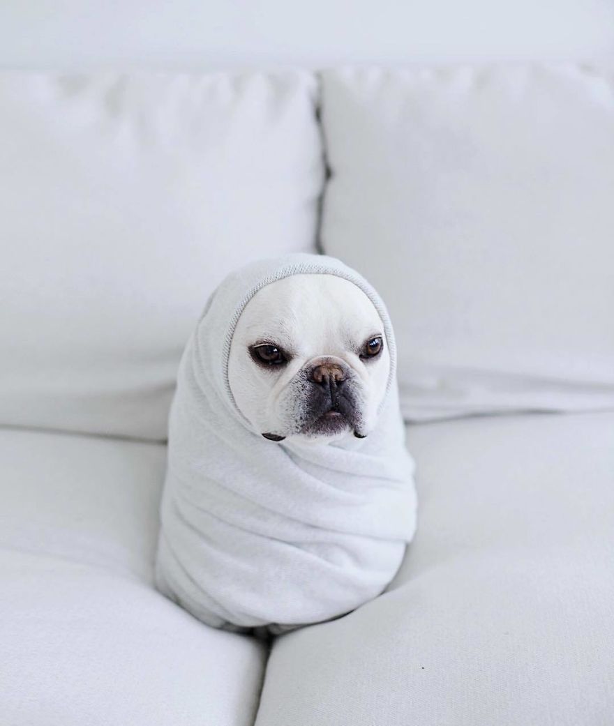 These Two Adorable French Bulldogs Will Make You Follow Them Now On Instagram