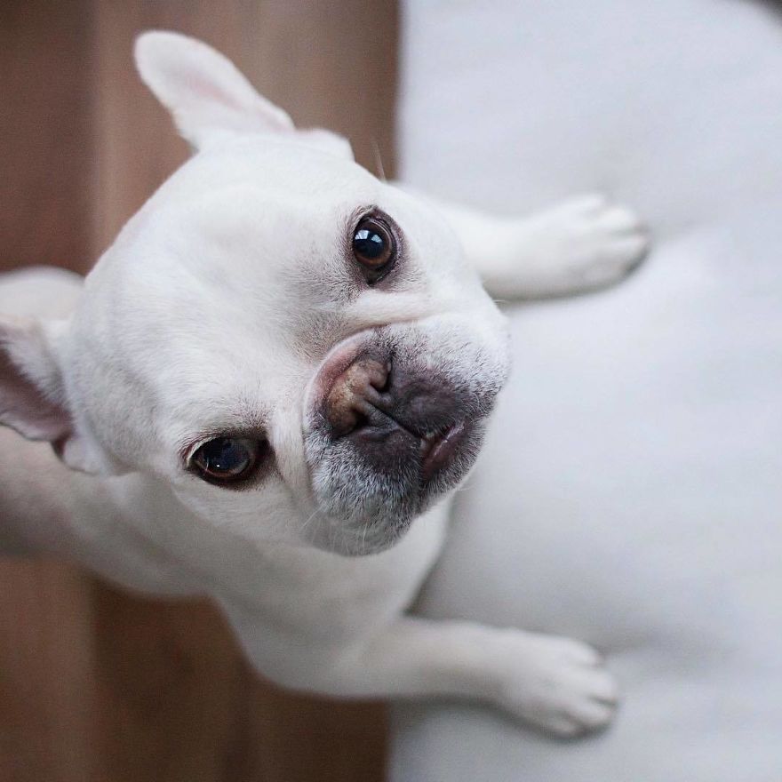 These Two Adorable French Bulldogs Will Make You Follow Them Now On Instagram