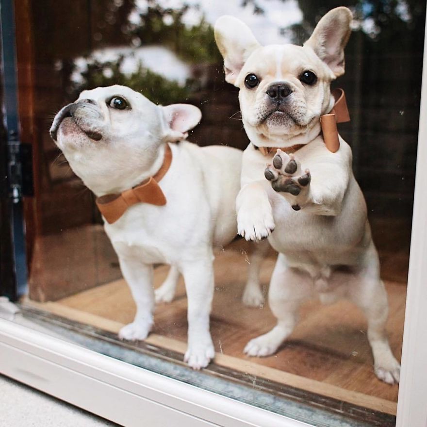 These Two Adorable French Bulldogs Will Make You Follow Them Now On Instagram