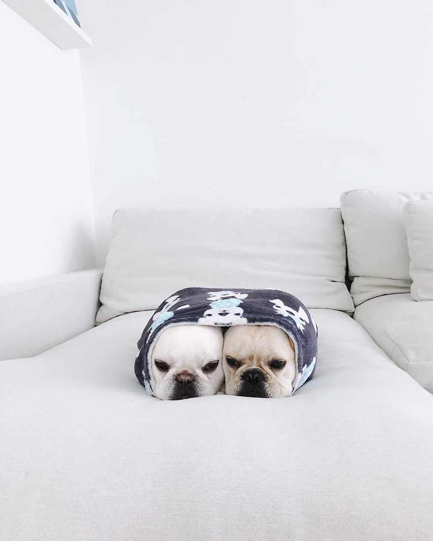 These Two Adorable French Bulldogs Will Make You Follow Them Now On Instagram