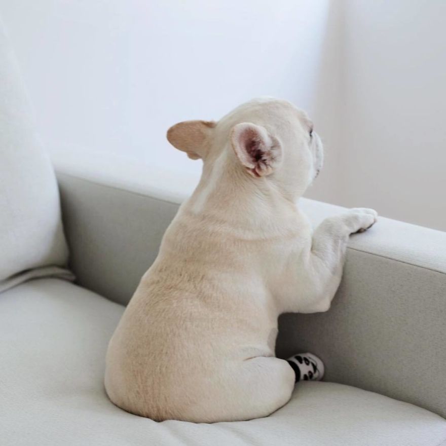 These Two Adorable French Bulldogs Will Make You Follow Them Now On Instagram