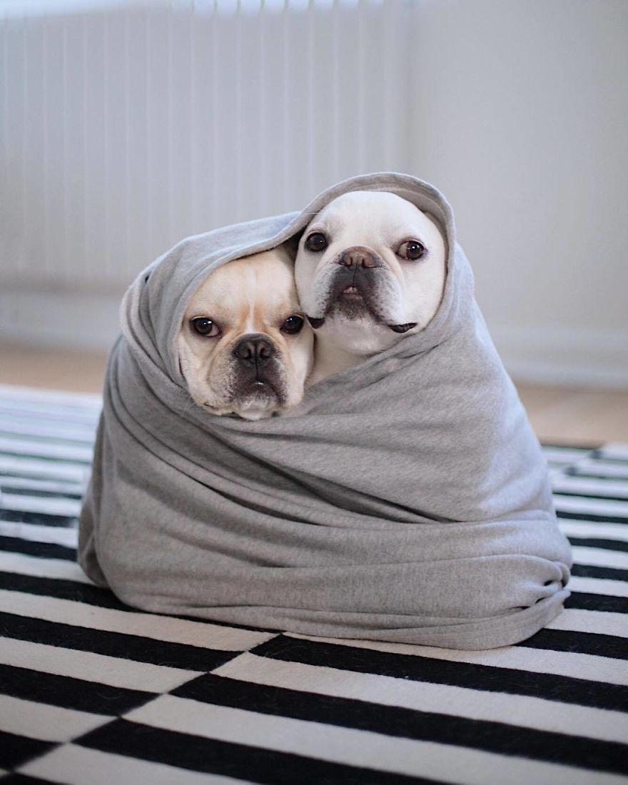 These Two Adorable French Bulldogs Will Make You Follow Them Now On Instagram