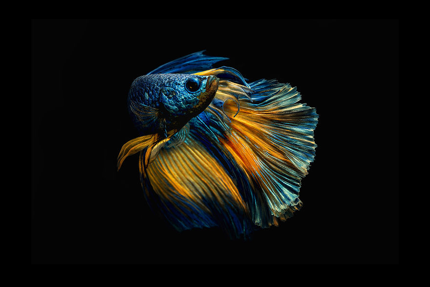 I Shoot Beta Fish With Amazing Colour And Character